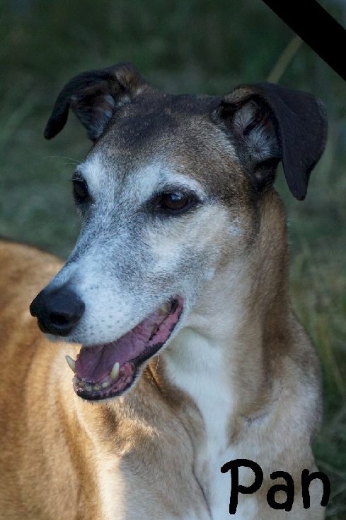 Hundeplatz_2020_DSC04300_mN