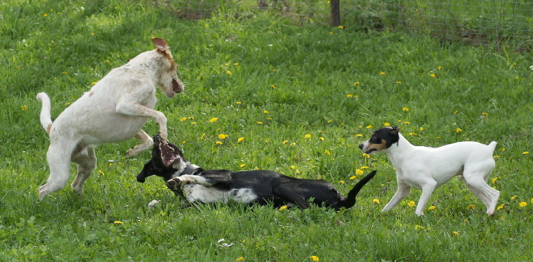 Hundeplatz_DSC02447