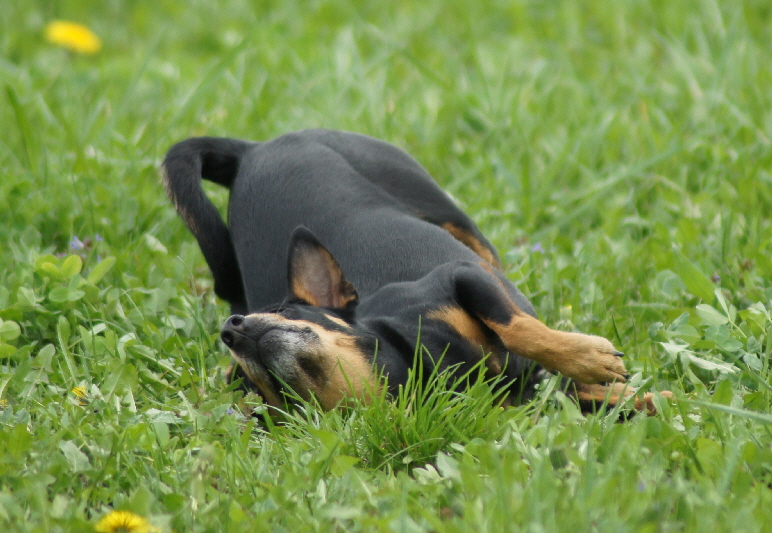 Hundeplatz_DSC02492