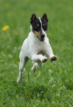 Hundeplatz_DSC02507