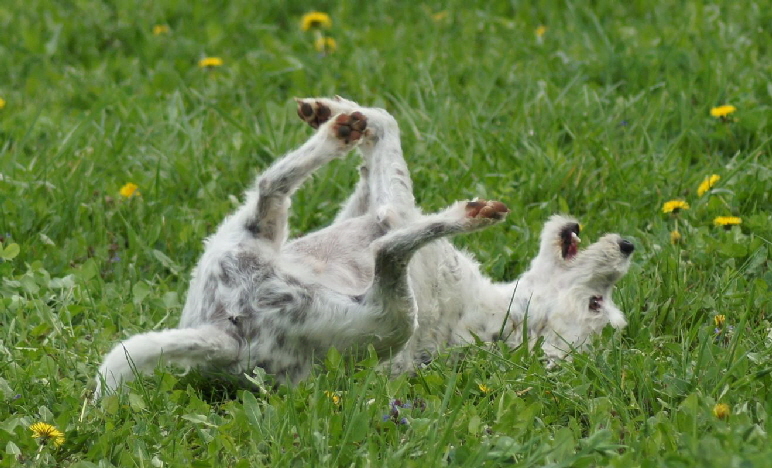 Hundeplatz_DSC02546