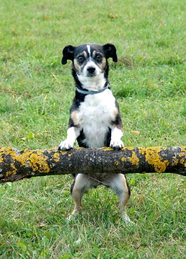 Hundeplatz_DSC04742