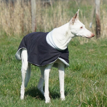 Hundeplatz_DSC09735_1280x853