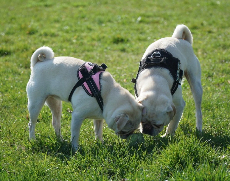 Hundeplatz_DSC09744_1280x853