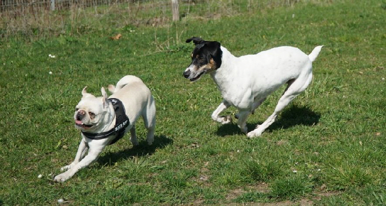 Hundeplatz_DSC09774_1280x853