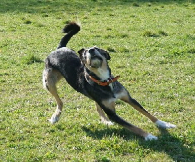 Hundeplatz_DSC09797_1280x853