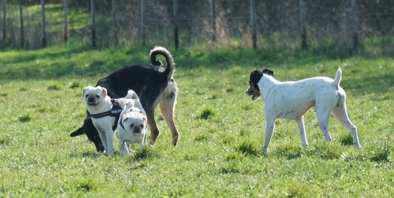 Hundeplatz_DSC09798_1280x853