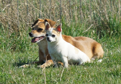 Hundeplatz_DSC09800_1280x853