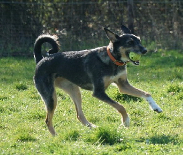 Hundeplatz_DSC09805_1280x853