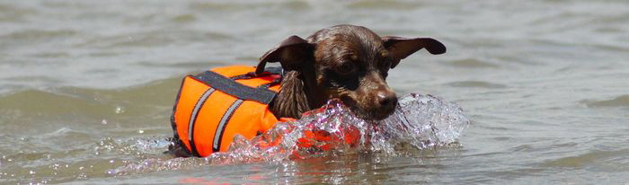 Hundestrand_DSC04630