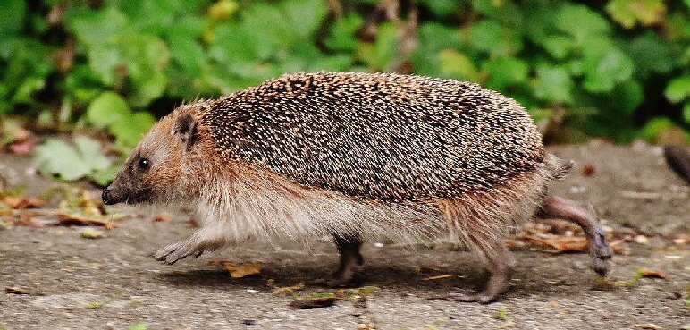 Igel-1644129_1280