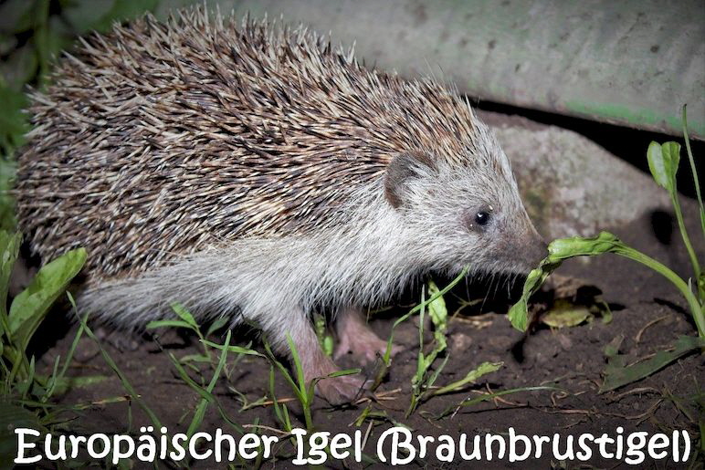 Igel-2651099_1280