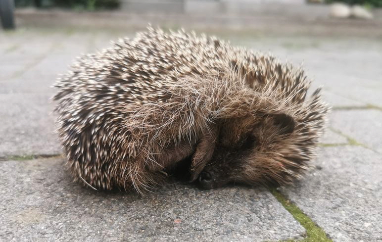 Igel-Auerweg_20250827_195848 Igel-Auerweg_20250827_195848