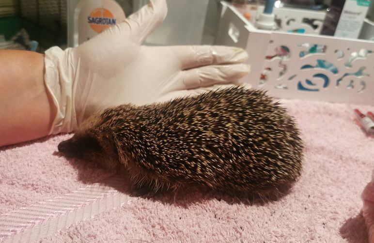 Igel-Auerweg_20250827_204225 Igel-Auerweg_20250827_204225