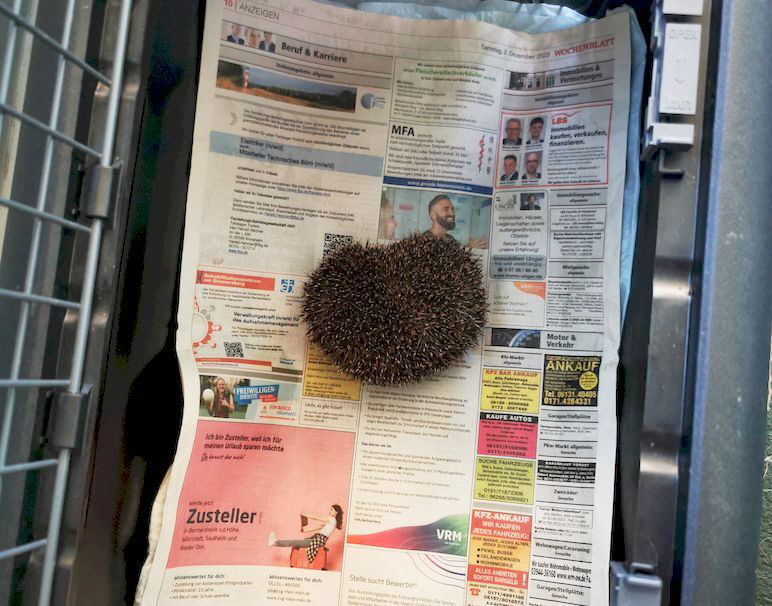 Igel_20231203_152204