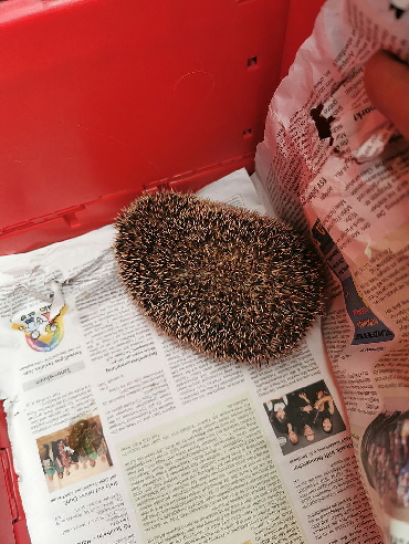Igel_20241229_141712