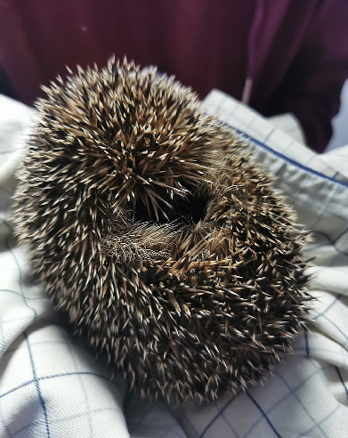 Igel_20241229_142203