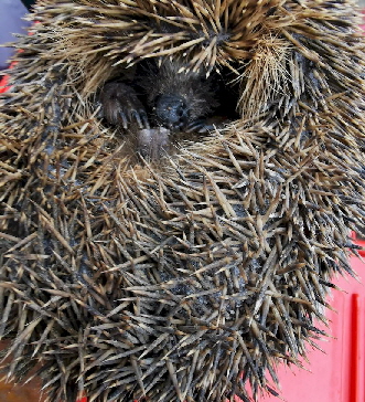 Igel_IMG_20210411_091211