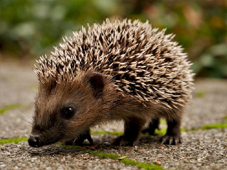 Igel_Jungtier_5476447_1280