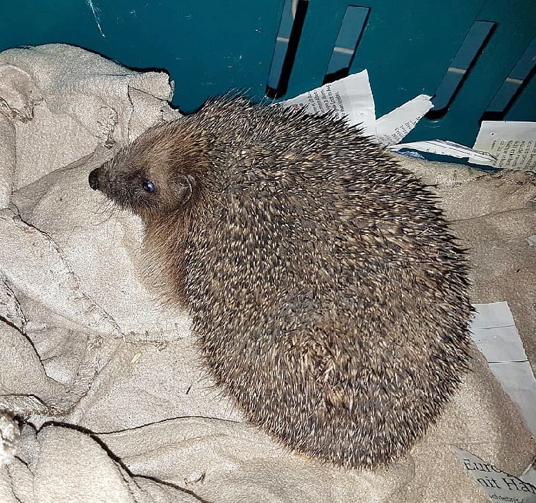 Igel_Mistgabel_IMG-20220309-WA0001