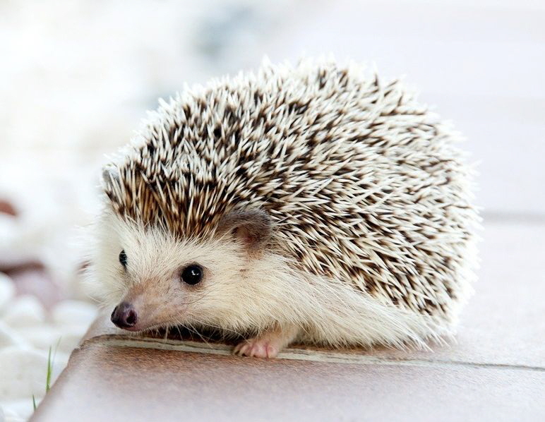 Igel_Weibrust-468228_1280