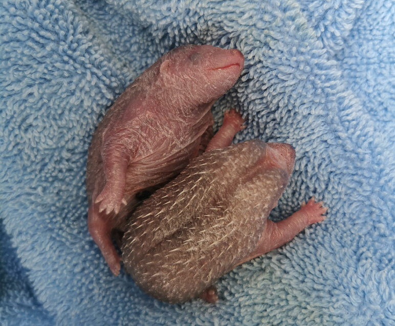 Igelbabies_20250718_155757 Igelbabies_20250718_155757