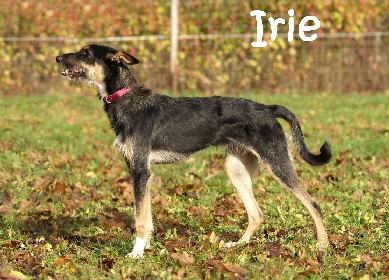 Irie_DSC00477_mN