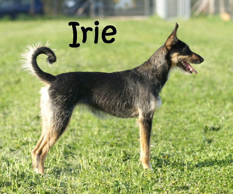 Irie_DSC00650_mN