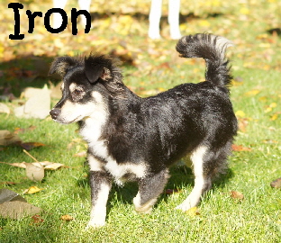 Iron_DSC05468_mN