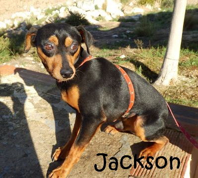Jackson_6_mitName