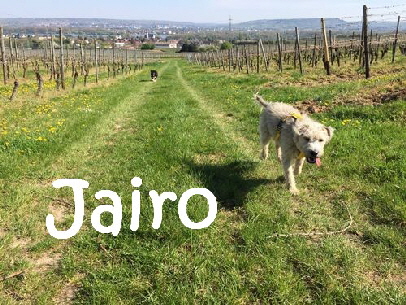 Jairo_IMG-20150419-WA0008_mN