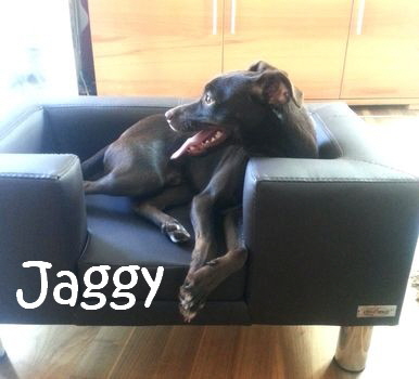 Jeggy_IMG-20150831-WA0006_mN