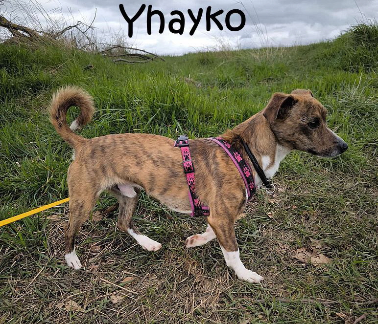Jhayko-20260406-WA0017_mN Jhayko-20260406-WA0017_mN