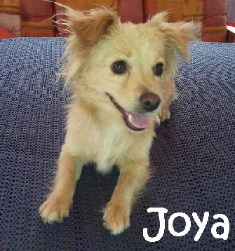 Joya_20150719_104924_mN