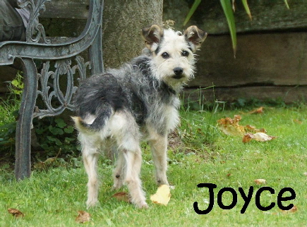 Joyce_DSC07271_mN