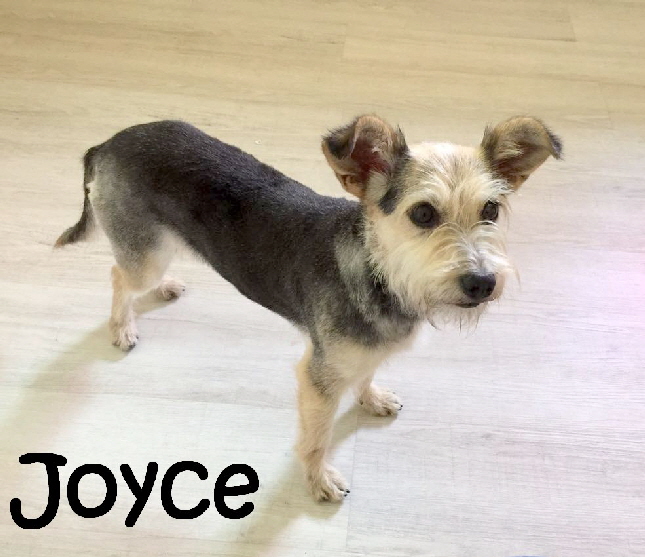 Joyce_IMG-20170628-WA0061_mN