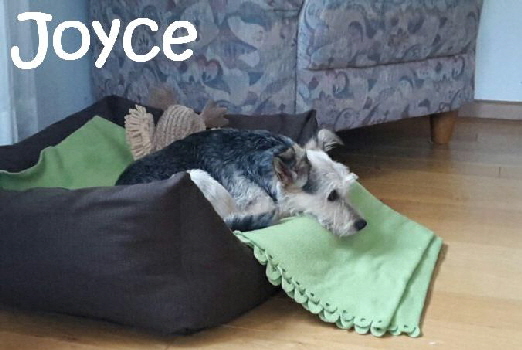 Joyce_image1_mN