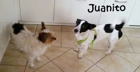 Juanito_IMG-20151010-WA0001_mN