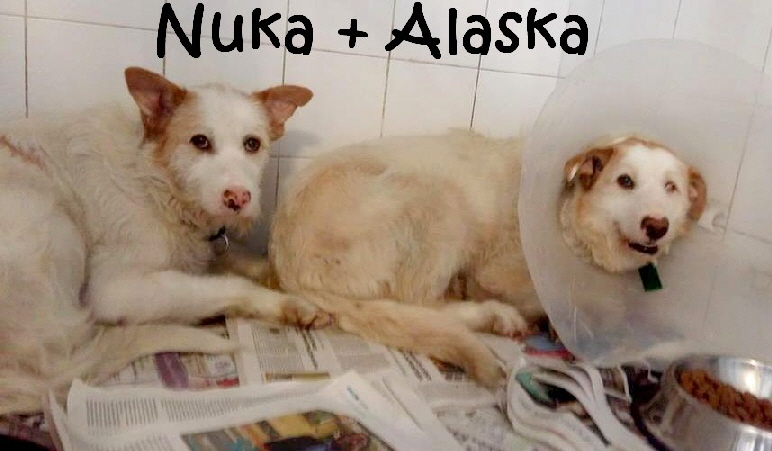 Katja_Nuka+Alaska