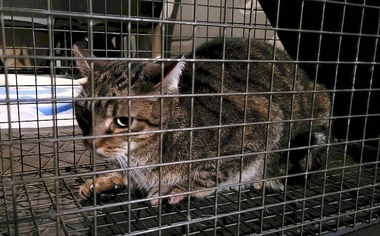 Katze_20240318_204500