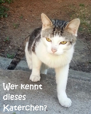 Katze_Armsheim_2017-07-05 08.17.35_mN