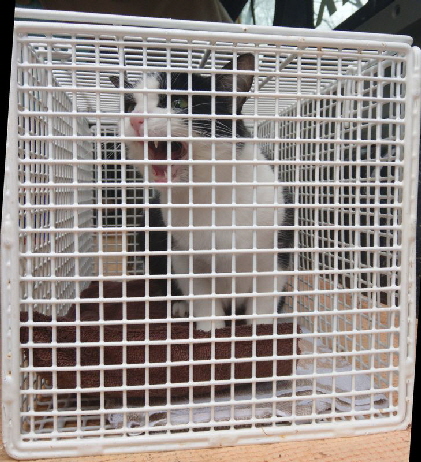 Katze_BK_IMAG0375_BURST009