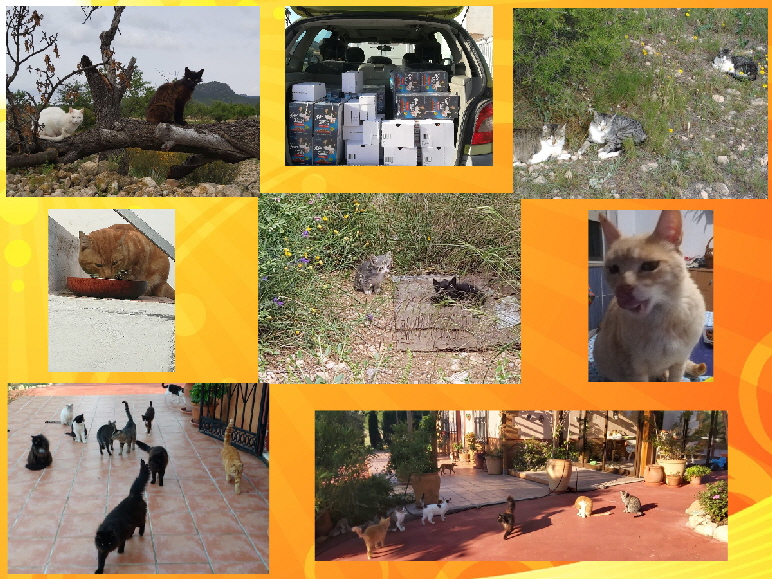 Katzen_collage 1(1)