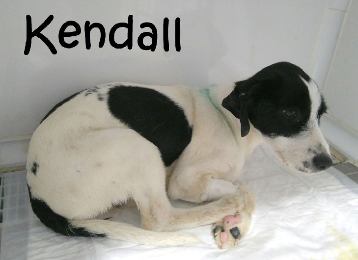 Kendall_IMG_20170316_100807 Kopie