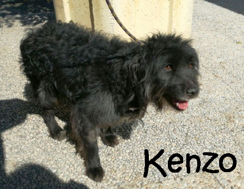 Kenzo_IMG-20170315-WA0022_mN