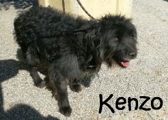 Kenzo_IMG-20170315-WA0022_mN