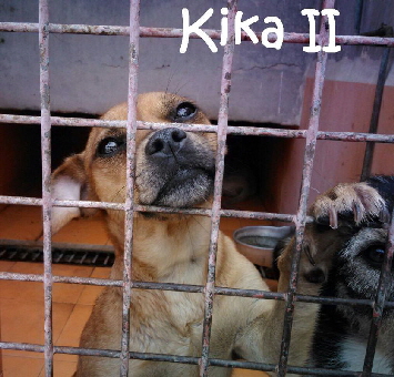 Kika2_IMG-20170927-WA0088_mN