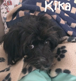 Kika_IMG-20171028-WA0006_mN