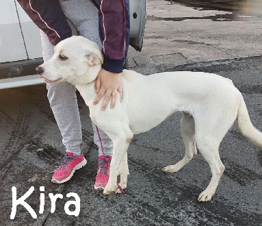 KiraII__IMG-20171124-WA0013_mN
