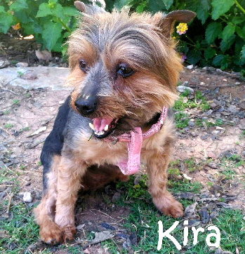 Kira_IMG-20170525-WA0013_mN
